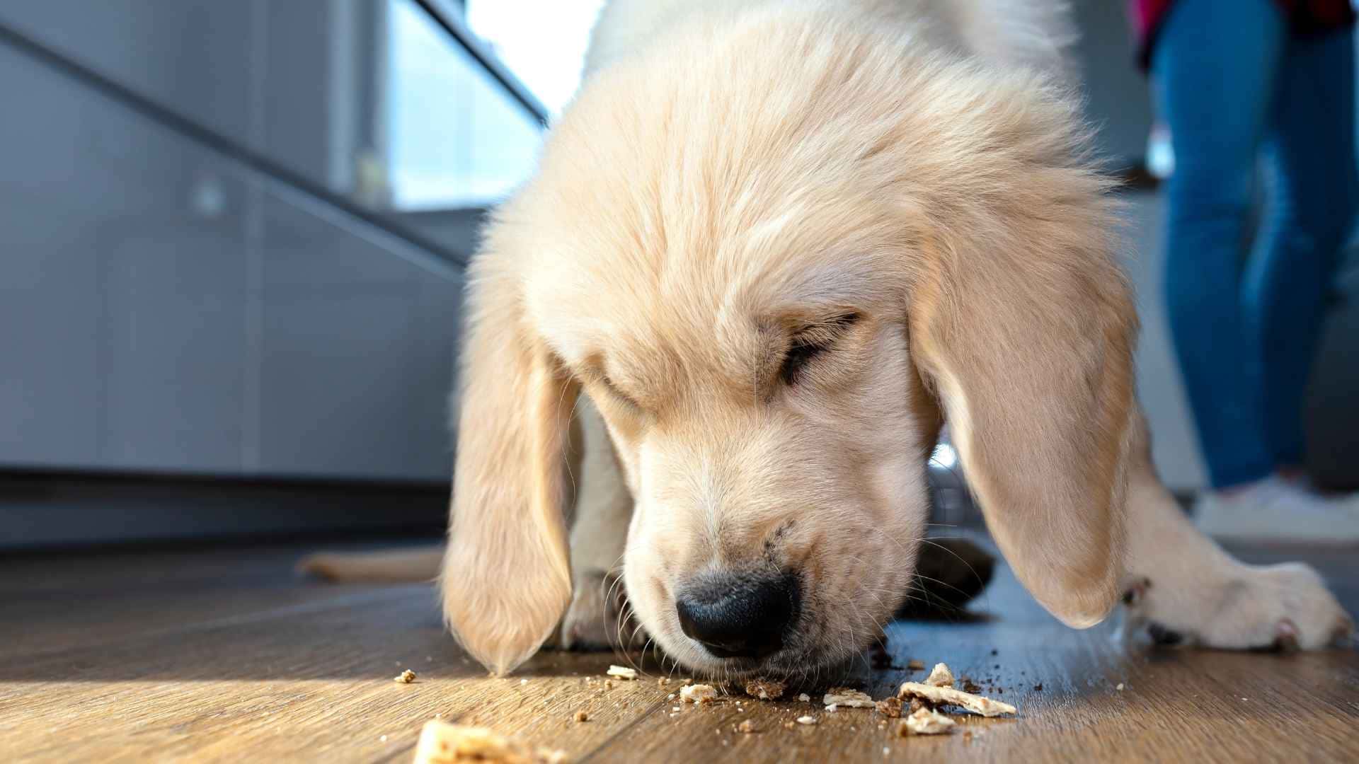 Perro con pancreatitis